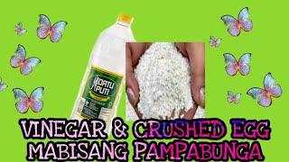 PARAMIHIN ANG BUNGA NG GULAY AT PRUTAS ||PAPAANO II ORGANIC FERTILIZER