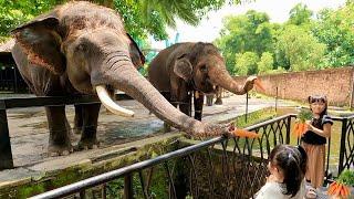 Kasih Makan Gajah Lucu Di Kebun Binatang - Mengenal Binatang untuk Anak Anak