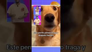 Enred2 |  ¿Amas los perros? Mira este video