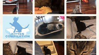 Kitten Compilation (Henry & Ciabatta)