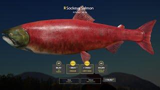 SOCKEYE SALMON | YAMA |  Russian Fishing 4 CZ