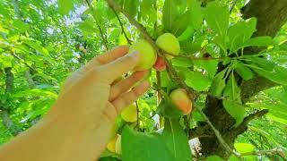 Exploring Fresh Swat Charbagh Plums Alocha | M Asaf Khan