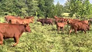 When do you need to brushog your pasture?