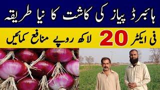How to earn millions from Hybrid Onion Cultivation || Bilal Kanju Official