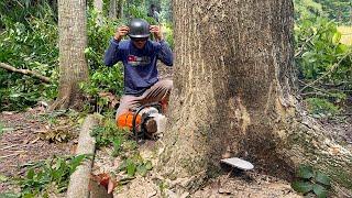 Towering High... Felling of 2 trembesi trees until evening ‼️