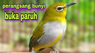 Suara Pleci Ngalas + Ngeriwik Untuk Perangsang Bunyi Ngalas + Gacor Buka Paruh