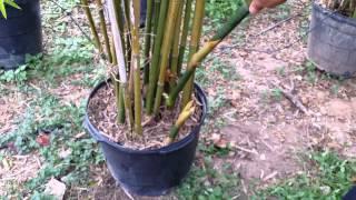 Bamboo Your Privacy ~ Clumping Bamboo Basics II