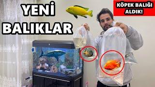 YENİ BALIKLAR ALDIK - Kaç TL Tuttu ?