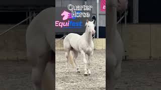 TOP 7 Famous Horse Breeds In The World #shorts