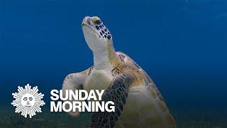 Nature: Hawksbill turtles in Mexico