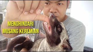 CARA MENCEGAH MUSANG KEREMIAN