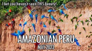 Peru Amazonia Road Trip: Tambopata & Manu National Parks Road Trip