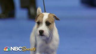 National Dog Show 2023: Terrier Group (Full Judging) | NBC Sports