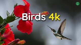 Birds Relaxing Video | Birds 4k | 4k Video Birds | 4k Birds | Info Hifi