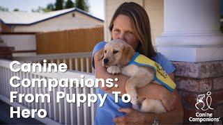 Canine Companions Service Dogs: From Puppy To Hero | Canine Companions