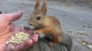 О Балерине. И о бельчонке, подающем надежды / About Ballerina. And about a promising squirrel