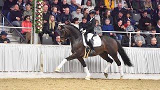 Trakehner Siegerhengst Rheinglanz - ein Hengst, der seinen Weg geht 