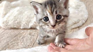 遊び疲れたらおひざに甘えにくる子猫【かぐ告兄妹日記#6】Kitten that comes to be pampered when tired of playing.