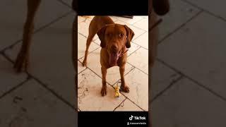 Vizsla Oscar