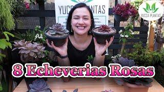 8 MARAVILHOSAS Echeverias Rosas