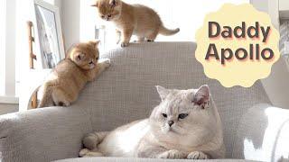 Meowing British shorthair cat Apollo and his kittens