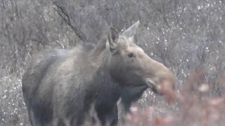 Русский Охотничий Портал. Русский Охотничий Журнал. Визитная карточка