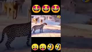 monkey Cheeta funny videos#shorts , #vazirtech