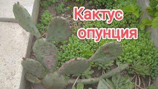 Как растёт кактус опунция