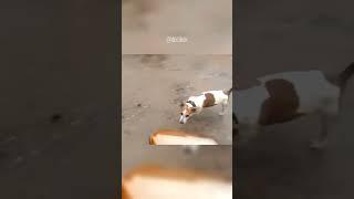 Собака и Кега #shorts #dog