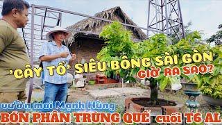 Thăm 'CÂY TỔ'' siêu bông Sài Gòn ngắm dàn lá đẹp kín tàng đang BÓN PHÂN TRÙNG QUẾ vườn mai Mạnh Hùng