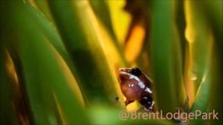 Male Phantasmal Poison Arrow Frog - Calling