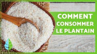 7 FAÇONS de CONSOMMER le GRAND PLANTAIN Profitez de ses BIENFAITS !