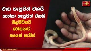 එයා හැපුවත් එකයි - තාත්තා හැපුවත් එකයි | Rare Pink Cobra found in Sri Lanka