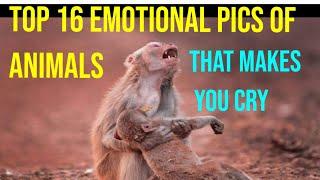 Top 16 emotional pics of animals