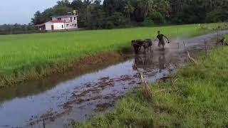 Kambala ಕಂಬಳ | The Traditional Buffalo Race Of Coastal Karnataka | Kambala Is The Pride of Tulunadu.