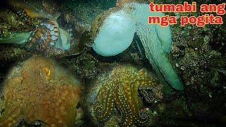 ep452 Dive1 tumabi ang mga pogita sa napontahan naming bahura night spearfishing Philippines