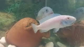 Ağzı yavru dolu ciklet balığı nasıl anlaşılır  | Prenses balığı 