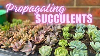 HOW to PROPAGATE SUCCULENTS 