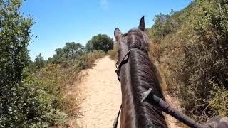 Working With a Barn Sour Horse- Gaited Horse Training