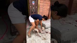 dog rescue | animal rescue  #shorts #Animal rescue #Rescue