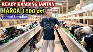 READY KAMBING QURBAN TERMURAH SIAP KIRIM SAMPAI TEMPAT