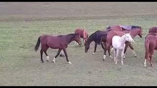 Honey Badger killed by Horse