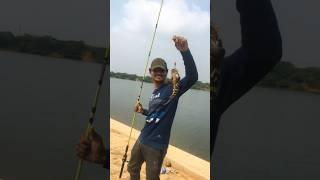 Big fish hunting on the river in Telugu.(mullet fish catching the easyway)#blogger#fishing #blogger