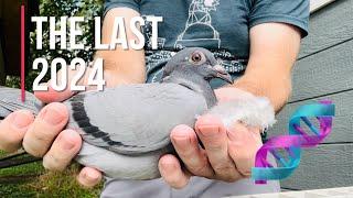 DNA testing the FINAL 2024 racing pigeons