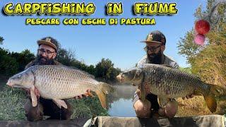 Carpfishing in FIUME ! Pescare con le stesse ESCHE della PASTURAZIONE !!