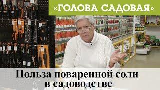 Голова садовая - Польза поваренной соли в садоводстве