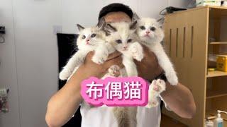 市场价值1000多的布偶猫与3000多的布偶猫区别是啥~我与猫的故事【大熊玩猫】