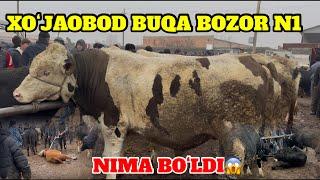 XOʻJAOBOD MOL BOZORI BUQA NARXLARI KOTTA VA KICHIK OGOH BOʻLIN!!! 07.12.2024.