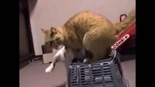 1996年春頃　カゴと3ニャン　猫動画