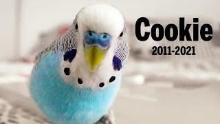 Budgie sounds in Memory of Cookie 2011 - 2021 